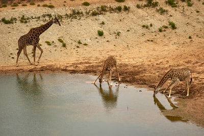 长颈鹿白天在湖边喝水